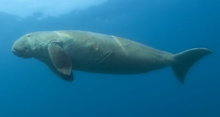 Dugong-dugon_wikipedia